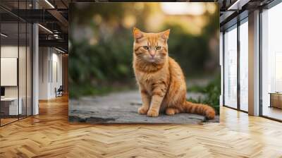 orange cat with blur background, orange cat is sitting and looking Wall mural