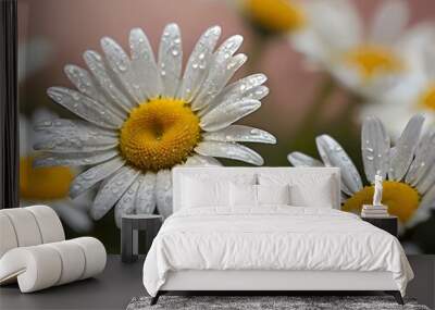 The beauty of yellow and white daisy flowers photographed from close range using a camera in a flower garden Wall mural