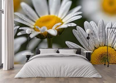 The beauty of yellow and white daisy flowers photographed from close range using a camera in a flower garden Wall mural