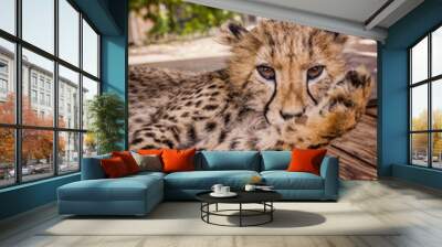 cheetah in africa Wall mural