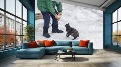 Rescue a stray cat in winter Wall mural