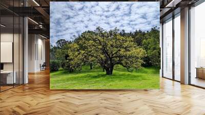 apple tree in spring Wall mural