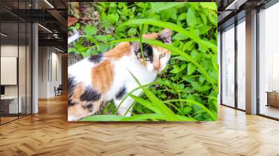 Selective focus close up of a stray cat or a calico domestic cat on the street or grassfield with beautiful, sharp eyes, looking at the camera Wall mural