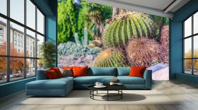 A lot of golden barrel cactus decorated in the field garden Wall mural