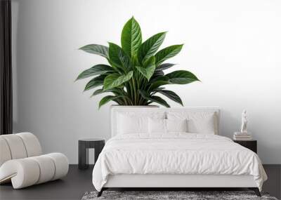 plant in a pot on transparent background Wall mural