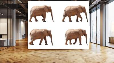 A set of African elephants walking on white screen, real shot, isolated on white background. Wall mural