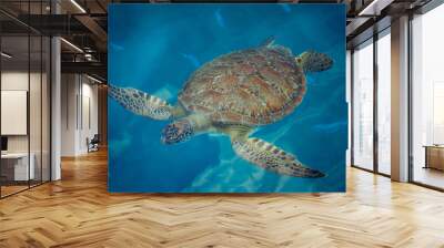 Sea turtle swims in blue sea water aquatic animal underwater photo Wall mural