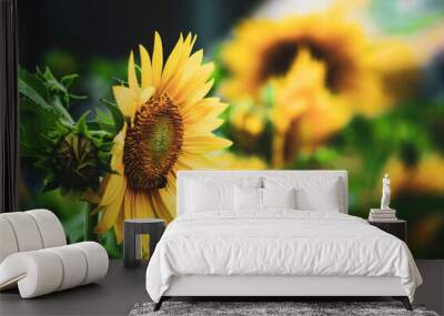  the whole garden has hundreds of Helianthus Annuus blooming simultaneously in the morning. Wall mural