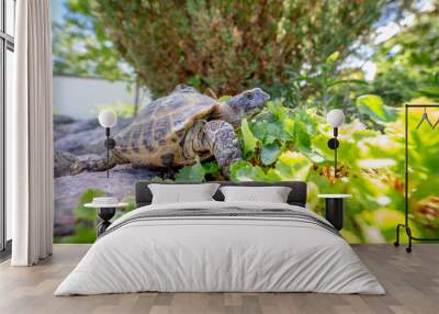 Russian tortoise exploring Wall mural