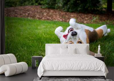 A happy beagle with her tongue hanging to the side rolls upside down in the grass. Wall mural