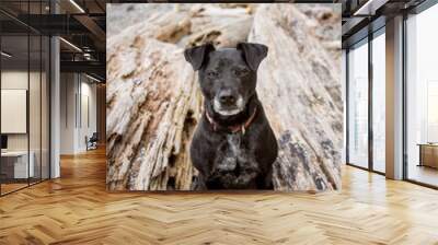 Black dog with a gray muzzle sits between two large driftwood logs on a beach. Wall mural