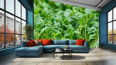 Fresh green watercress Wall mural