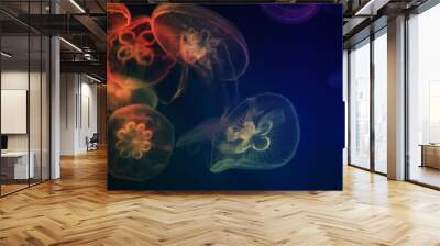 Jellyfish with neon glow light effect in sea aquarium Wall mural