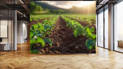 Fresh green crops grow vibrantly in a field under the warm glow of sunset, illustrating the richness of the farming landscape. Wall mural