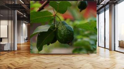 guava Fruit Wall mural