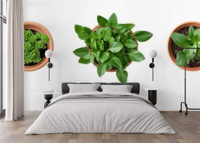 Potted Plants with Various Green Foliage Viewed from Above Wall mural