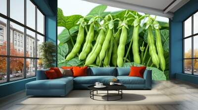 Green bean plant with its pods full of beans is growing fertile fruits Wall mural