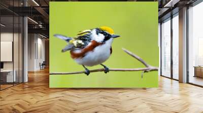 Chestnut sided warbler perched on a tree Wall mural