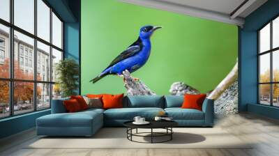 Shining honeycreeper perched on a dead tree Wall mural