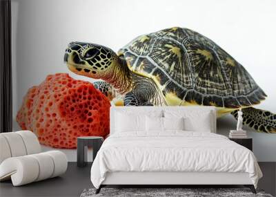 turtle , with a white background Wall mural