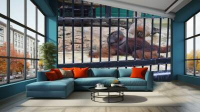 Orangutan in cage Wall mural