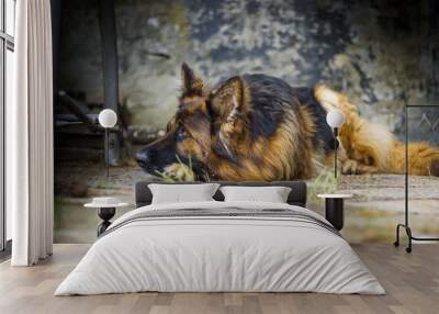 Adult German Shepherd in a portrait photo. A large dog lies peacefully on a concrete cube. Small depth of field. Wall mural