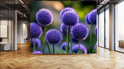 Purple Globe Allium Flowers Blooming in Summer Garden Wall mural