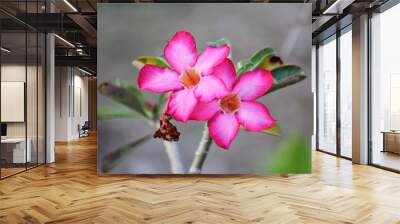 Two pink desert rose flowers in soft background Wall mural