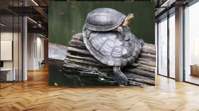 Two turtles on a piece of log at a pond Wall mural