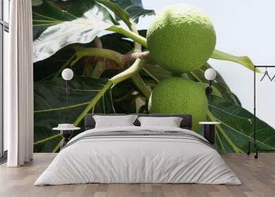 Upward shot of two green breadfruit hanging from a tree. Wall mural