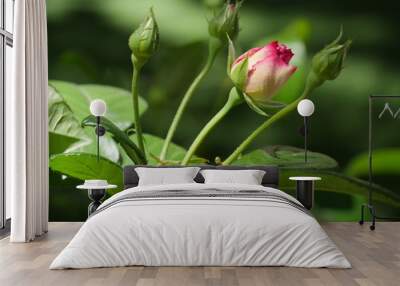 Wide shot of pink and white rosebuds in a garden, soft background Wall mural