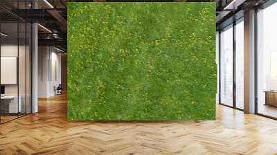 Art abstract spring or summer background with green grass and Yellow flowers.  Wall mural