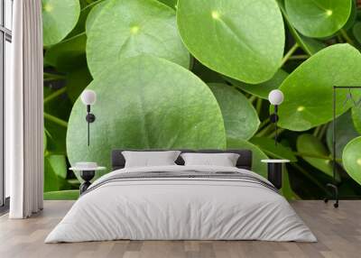 Top view closeup of isolated green circular shape plant leaves (pilea peperomioides, focus on left big leaf) Wall mural