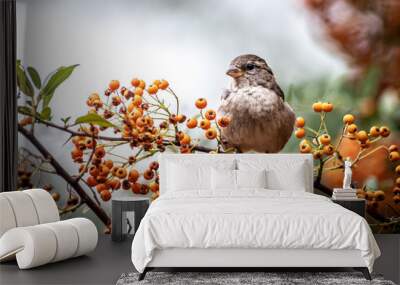 Closeup of a sparrow in a tree full of fruit Wall mural