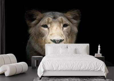 fine art portrait of a lion Wall mural