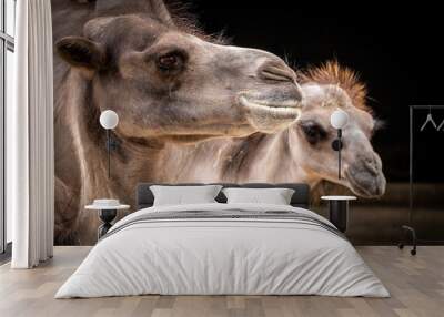 portrait of two camels Wall mural