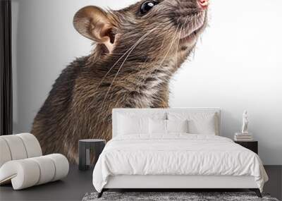 A brown rat facing at the camera isolated on white background. Wall mural