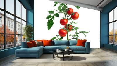 A full grown tomato plant with red tomatoes in soil isolated on white background. Wall mural