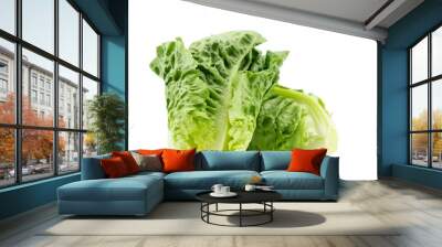 Fresh of two Romaine or cos lettuce (Lactuca sativa L. var. longifolia) set overlap isolated on white background, healthy eating vegetable concept, front view Wall mural