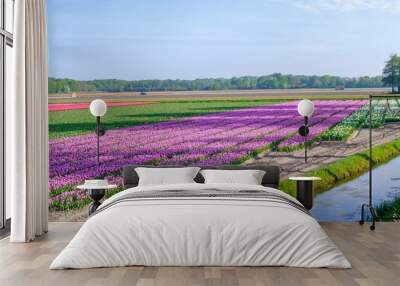 Blue sky and tulip field landscape, traditional dutch, Netherlands, Europe Wall mural