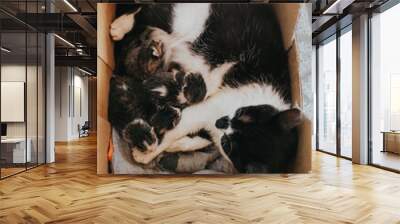 Close-up shot of a cat with kittens Wall mural