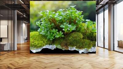 Mossy moss wet plant on transparent background decoration nature outdoor. Green tropical aquarium plant, mosses algae type. PNG format with cutout or clipping pat Wall mural