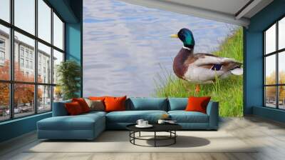 The splendor and vibrant colors of the mallard in its natural habitat; closeup photography whit male wild duck; Anas Platyrhynchos Wall mural