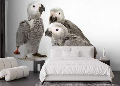 3 baby parrots isolated on white Wall mural