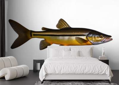 a high quality stock photograph of a single catfish bullhead fish isolated on transparent background Wall mural