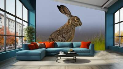 Very close view of a black-tailed jackrabbit, seen in the wild near a north California marsh  Wall mural