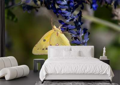 Orange sulphur butterfly Wall mural