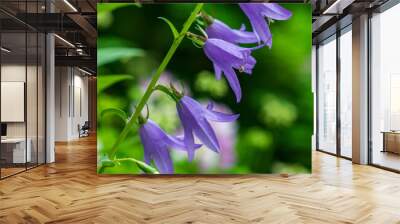 Creeping Bellflower Against a Green Background Wall mural