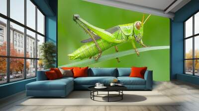 A close-up of a vibrant green grasshopper perched on a blade of grass, showcasing its intricate details against a blurred background. Wall mural