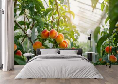 A vibrant display of ripe peaches hanging from branches in a greenhouse, showcasing agricultural growth and nature's bounty. Wall mural